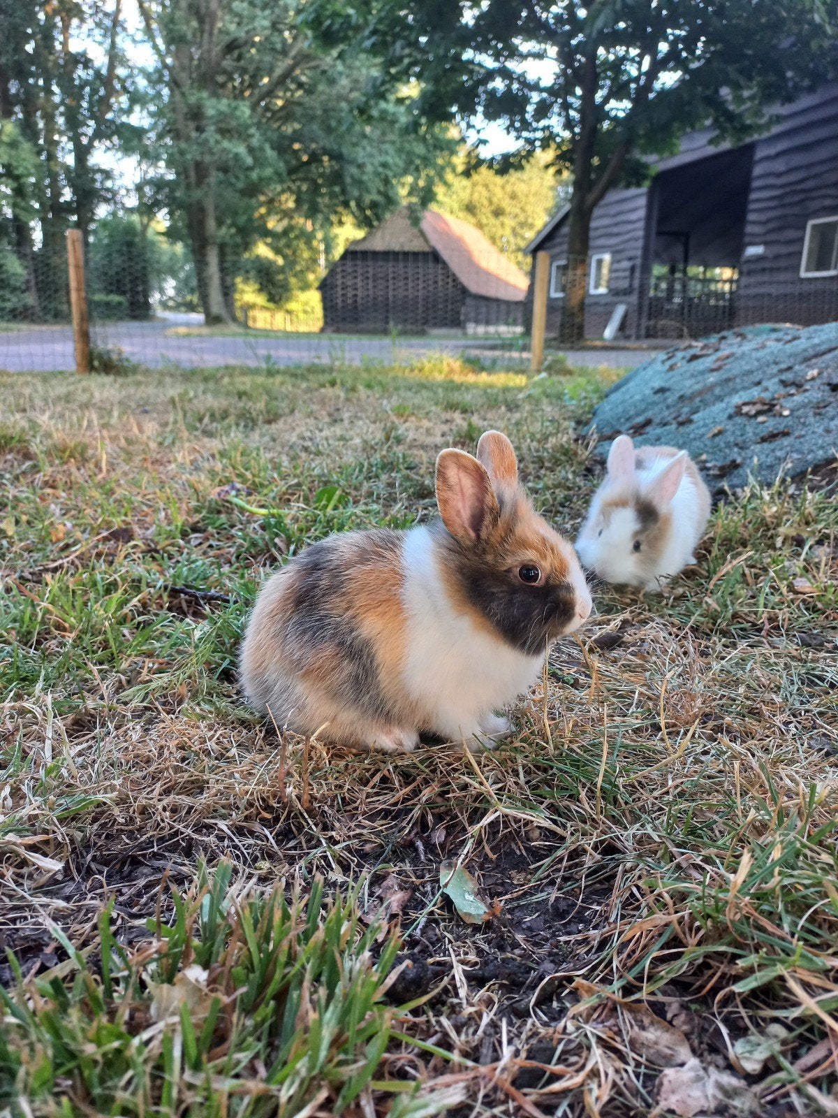 3 lieve, tamme konijntjes te koop!, Meerdere dieren, Dwerg