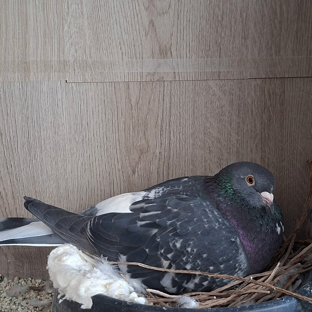 Duiven - niet voor de sport -14 tamme duivinnen en doffers, Dieren en Toebehoren, Vogels | Duiven, Meerdere dieren, Overige soorten