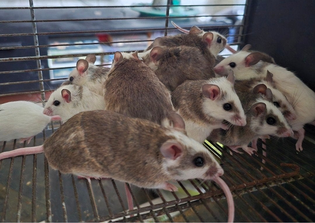 Voeder muizen, Dieren en Toebehoren, Ophalen, Overige typen