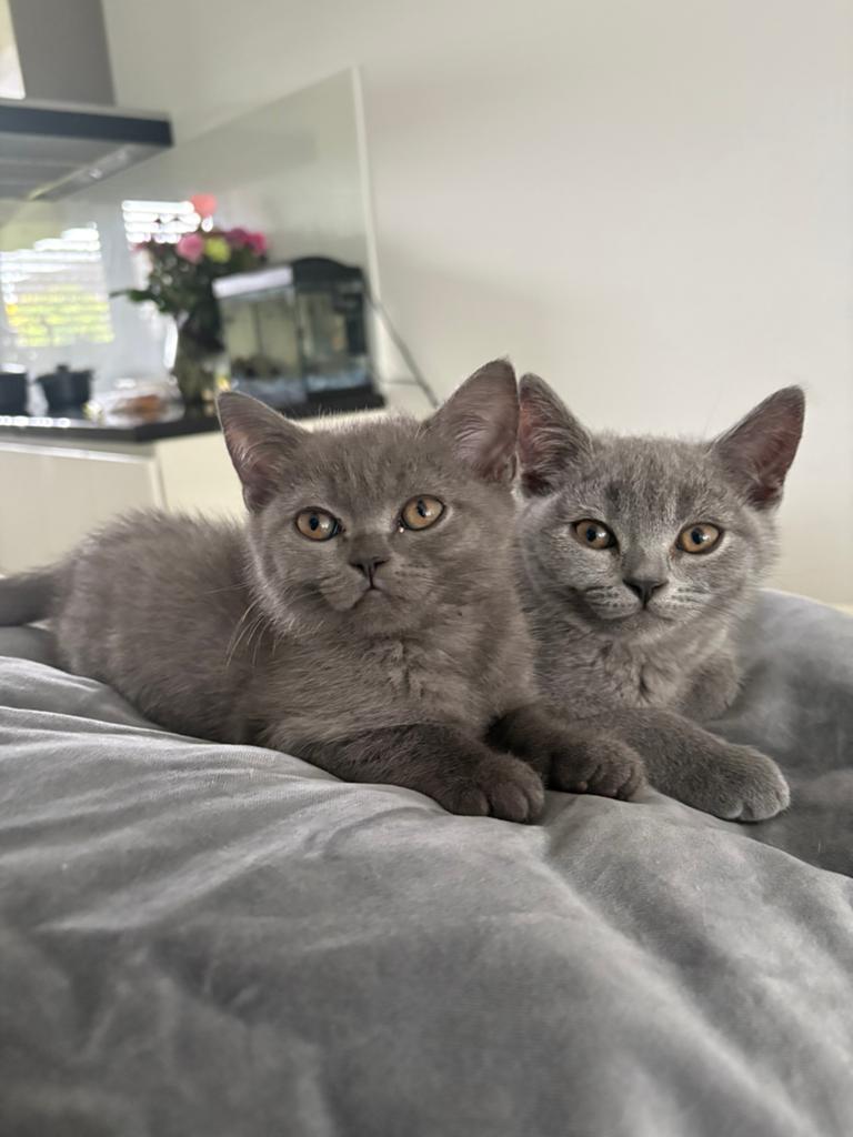 Britse korthaar kittens geboren 22-02-2026 LAATSTE!!, Meerdere dieren, Ontwormd