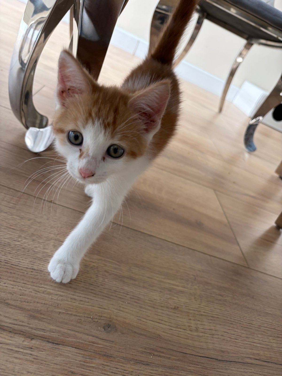 speelse knuffel kitten 9 weken (met alle benodigden), Kater