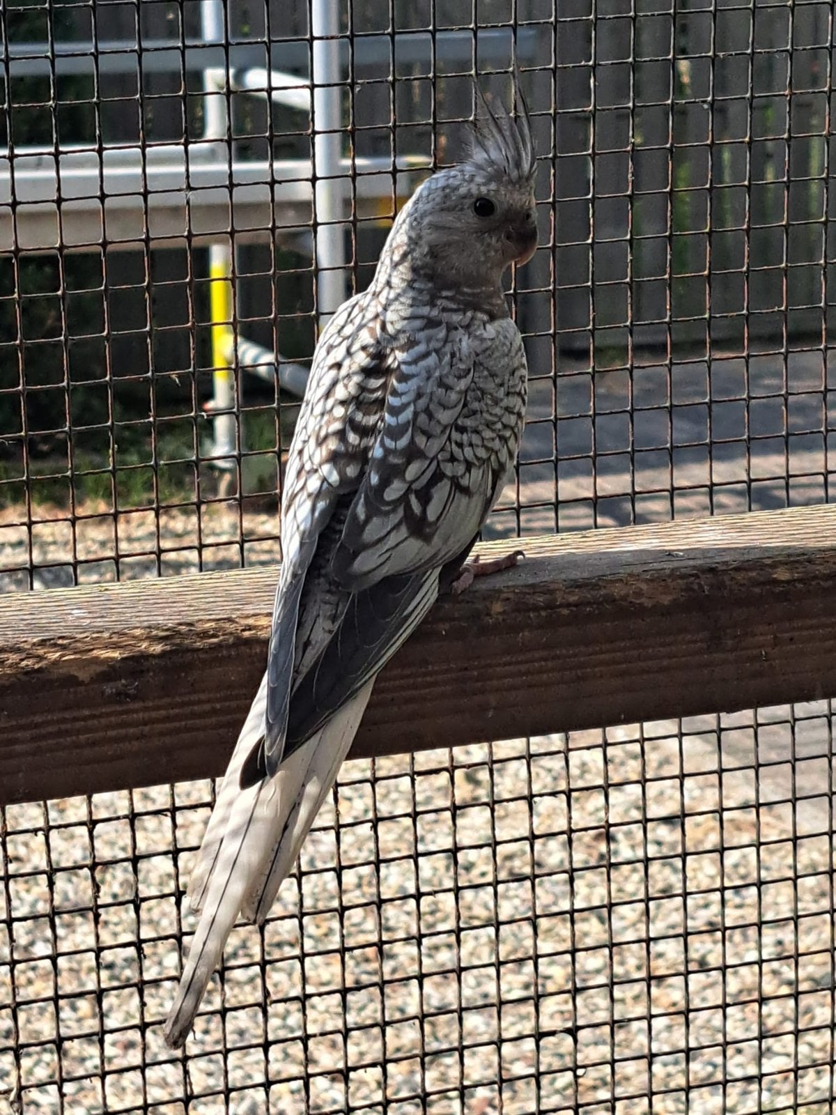 Valkparkiet, Dieren en Toebehoren, Vogels | Parkieten en Papegaaien, Geslacht onbekend, Parkiet
