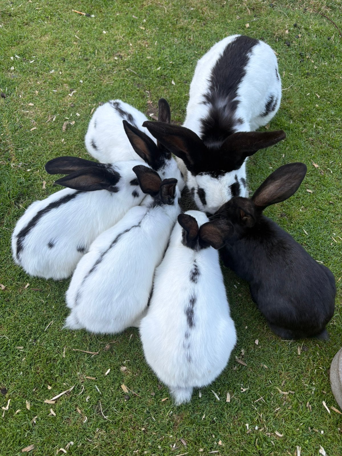 Lotharinger Groot Rammen, Dieren en Toebehoren, Konijnen, Mannelijk, Groot