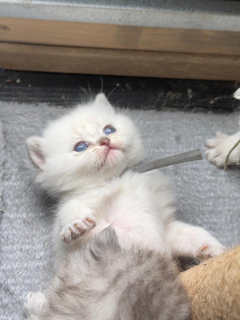 Brits/Britse Korthaar kittens – exclusieve kleuren 🐾, Meerdere dieren, Gechipt