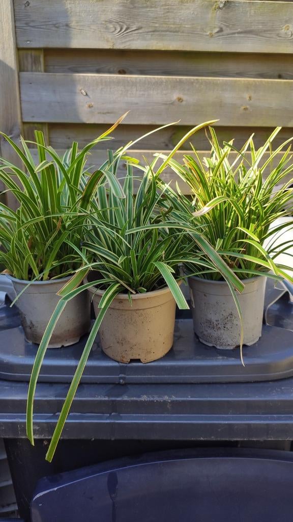 Carex morrowii variegata, Tuin en Terras, Planten | Tuinplanten, Ophalen, Siergrassen, Halfschaduw