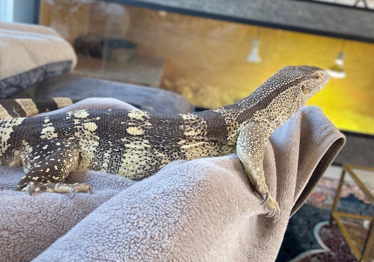 1.1 CB Varanus Albigularis Albigularis bewezen koppel, Dieren en Toebehoren, Hagedis, Tam, 3 tot 6 jaar