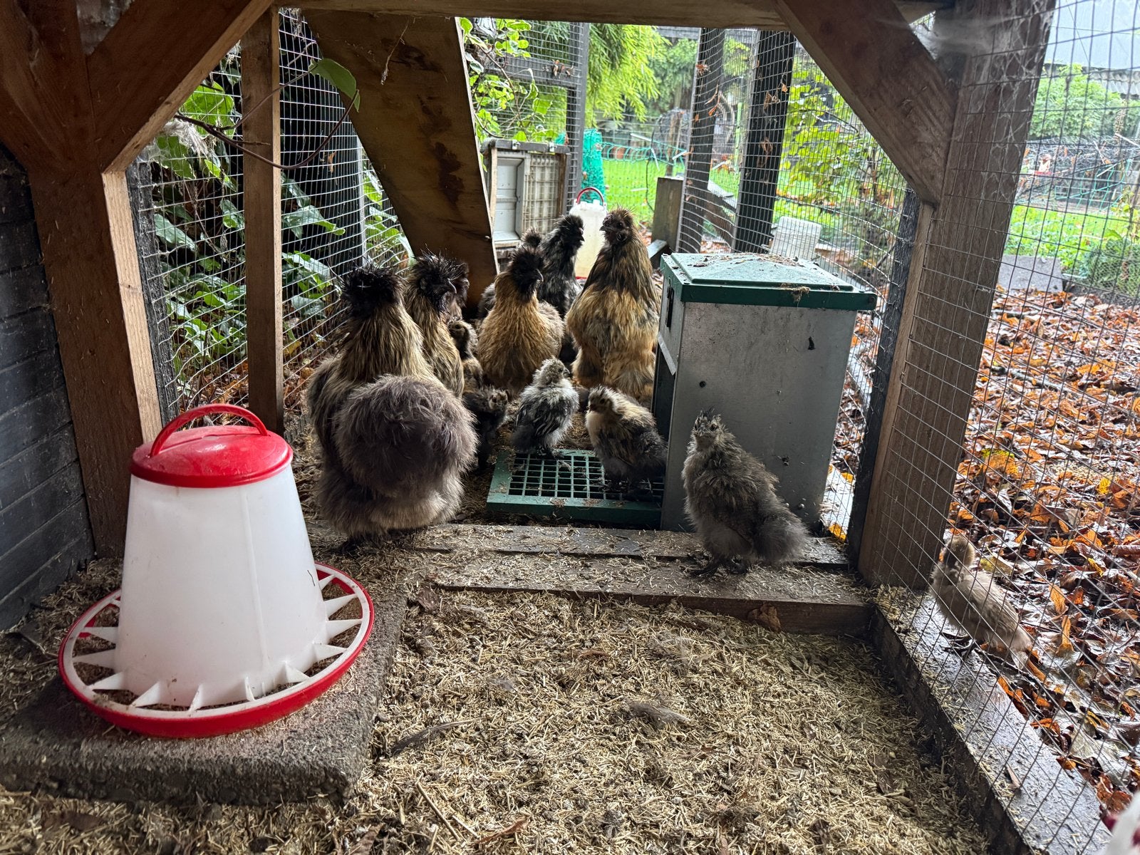 GRATIS - NATUURBROED | KUIKENS ZIJDEHOENDERS - 6 stuks, Geslacht onbekend, Kip