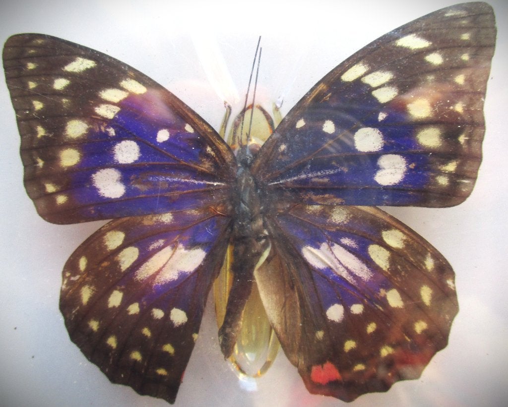 Vlinder~Japanse Keizervlinder~Sasakia Charonda~Opgezet, Ophalen of Verzenden, Nieuw, Insect, Opgezet dier