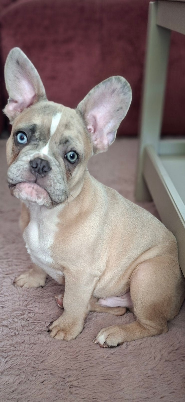 Franse bulldog pup reu met toebehoren, Dieren en Toebehoren, Reu, 8 tot 15 weken, Bulldog, Eén hond
