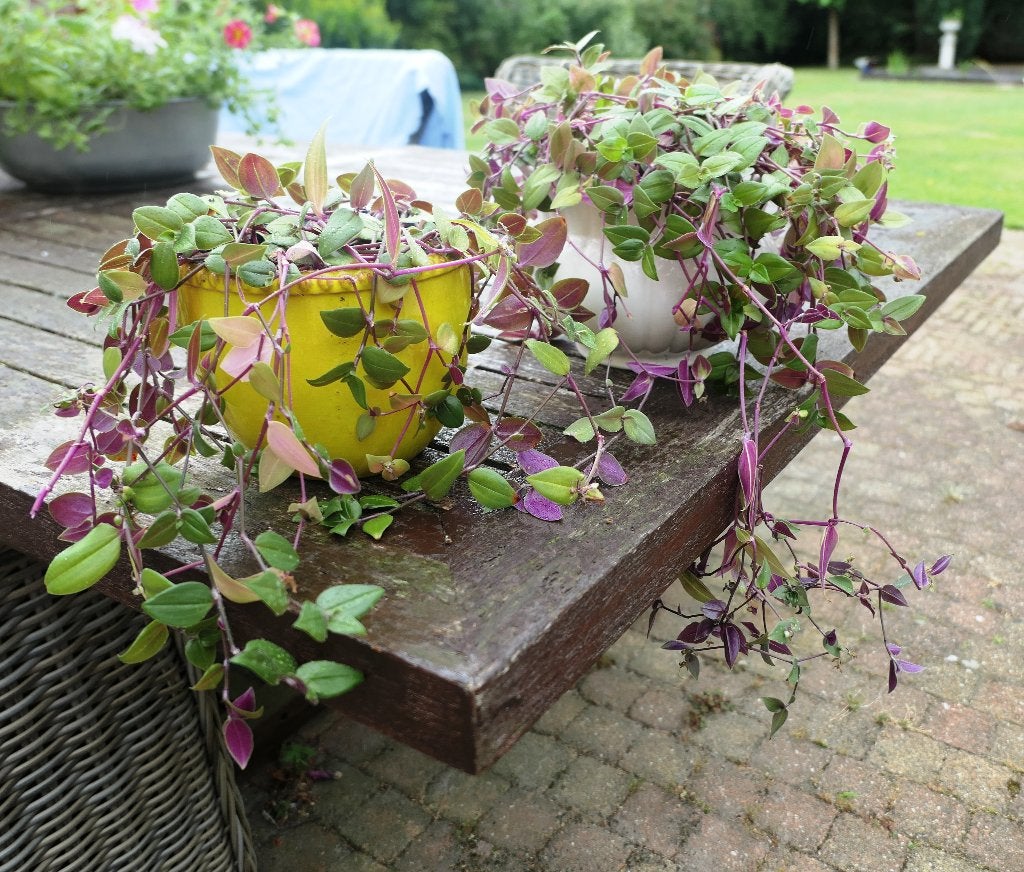 Twee planten Tradescantia Quadricolor - vaderplant genoemd, Overige soorten, In pot, Minder dan 100 cm, Bloeiende kamerplant