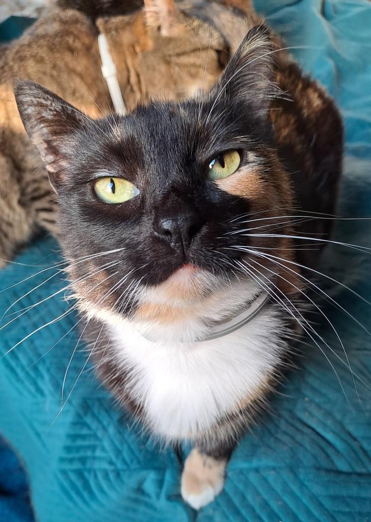 BINNENKAT MINOUSH 3jr rustig/prettig/aanhankelijk, Dieren en Toebehoren, Katten en Kittens | Overige Katten, Poes, Kortharig, 3 tot 5 jaar