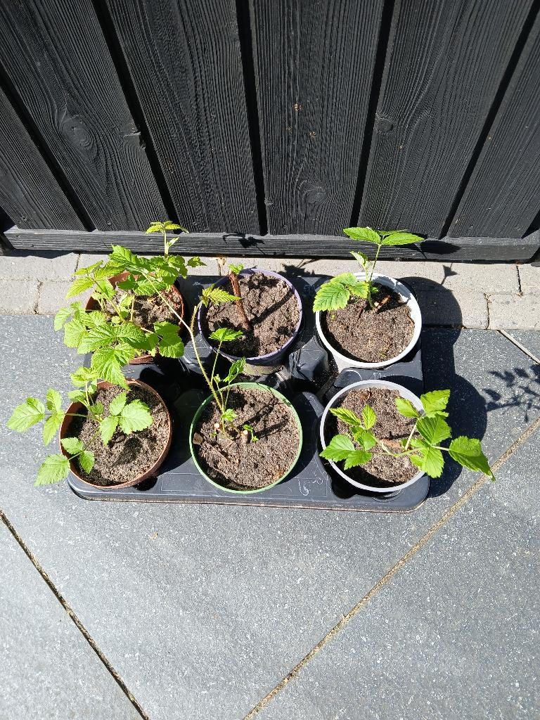 Planten (fruit0, Ophalen, Volle zon, Eenjarig, Zomer