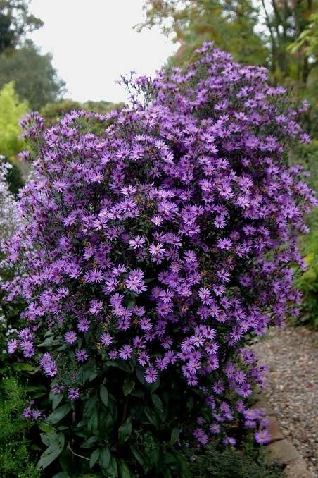 Aster Prairie Purple - Vaste plant voor paarse bloemen, Tuin en Terras, Planten | Tuinplanten, Volle zon, Vaste plant, Herfst