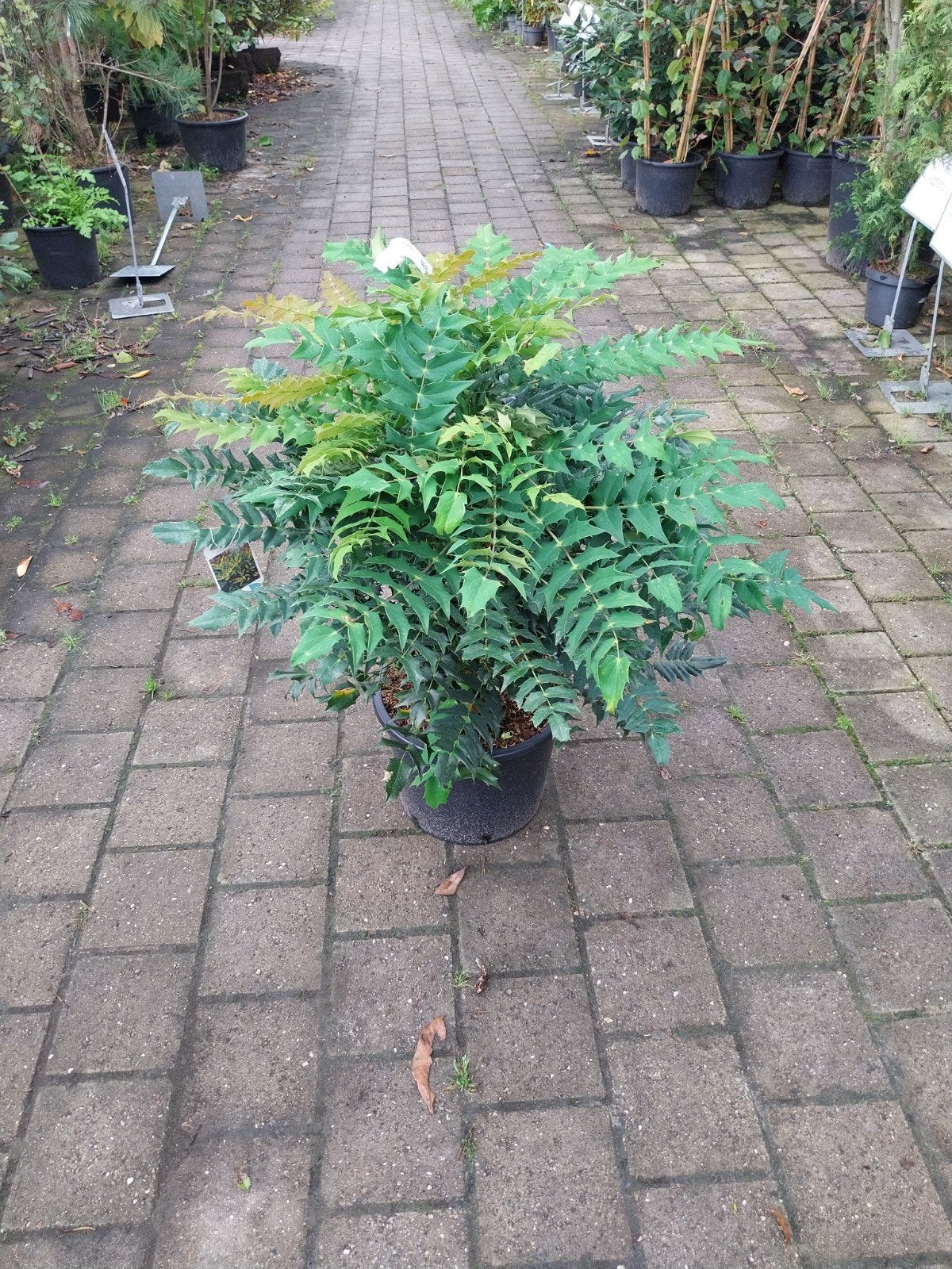 Mahonia 'Winter Sun' - Winterbloeiende struik, Ophalen, Overige soorten, Minder dan 100 cm