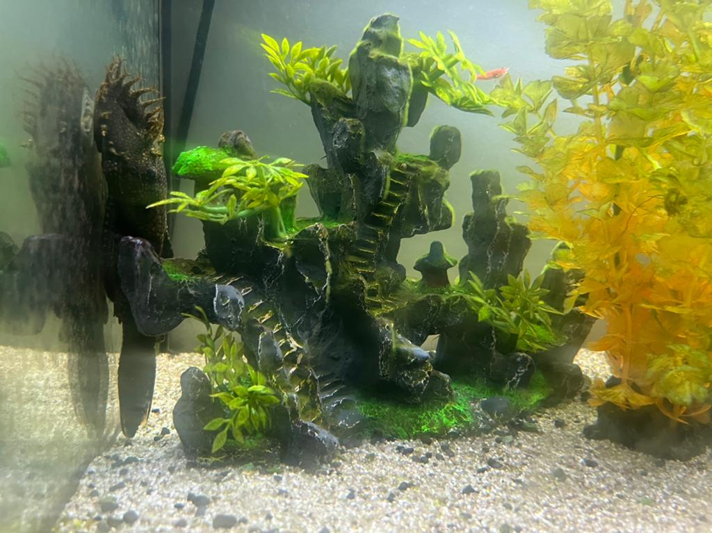 Aquarium ornament, Vis