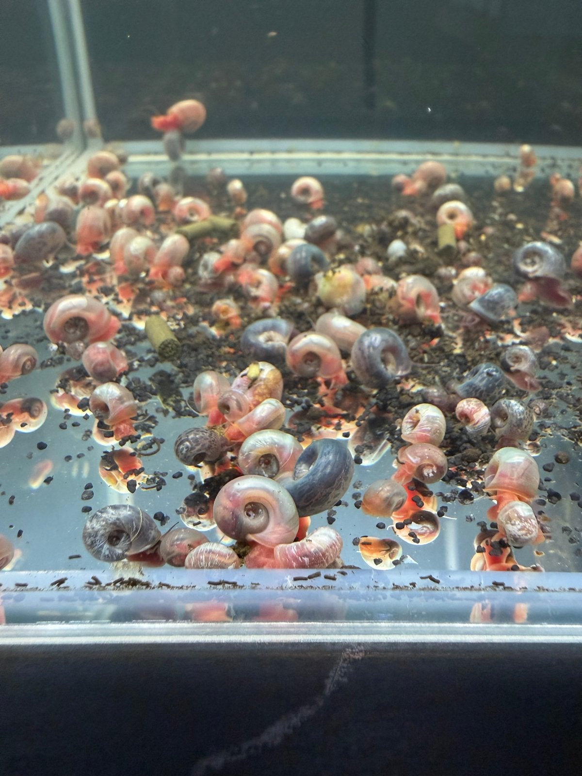 Posthorn / Ramshorn Snails, Dieren en Toebehoren, Vis