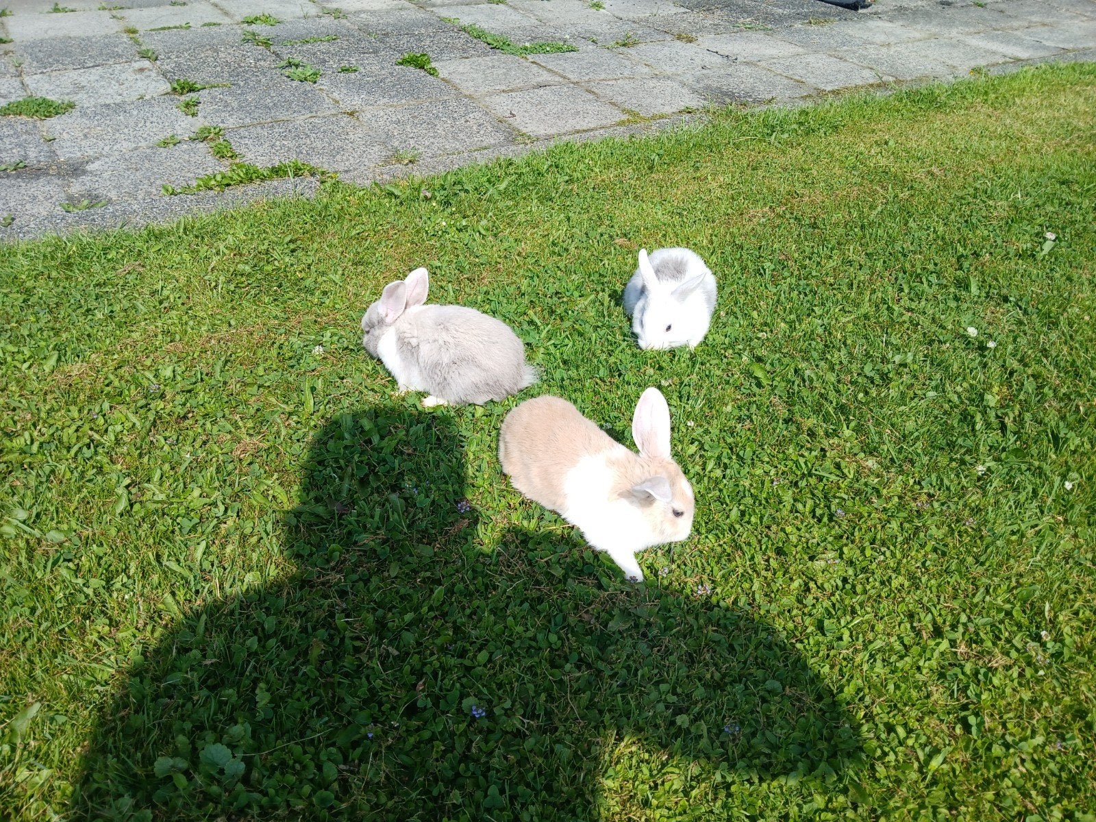 Jonge handtamme dwergkonijnen, Dieren en Toebehoren, Konijnen, Meerdere dieren, Dwerg