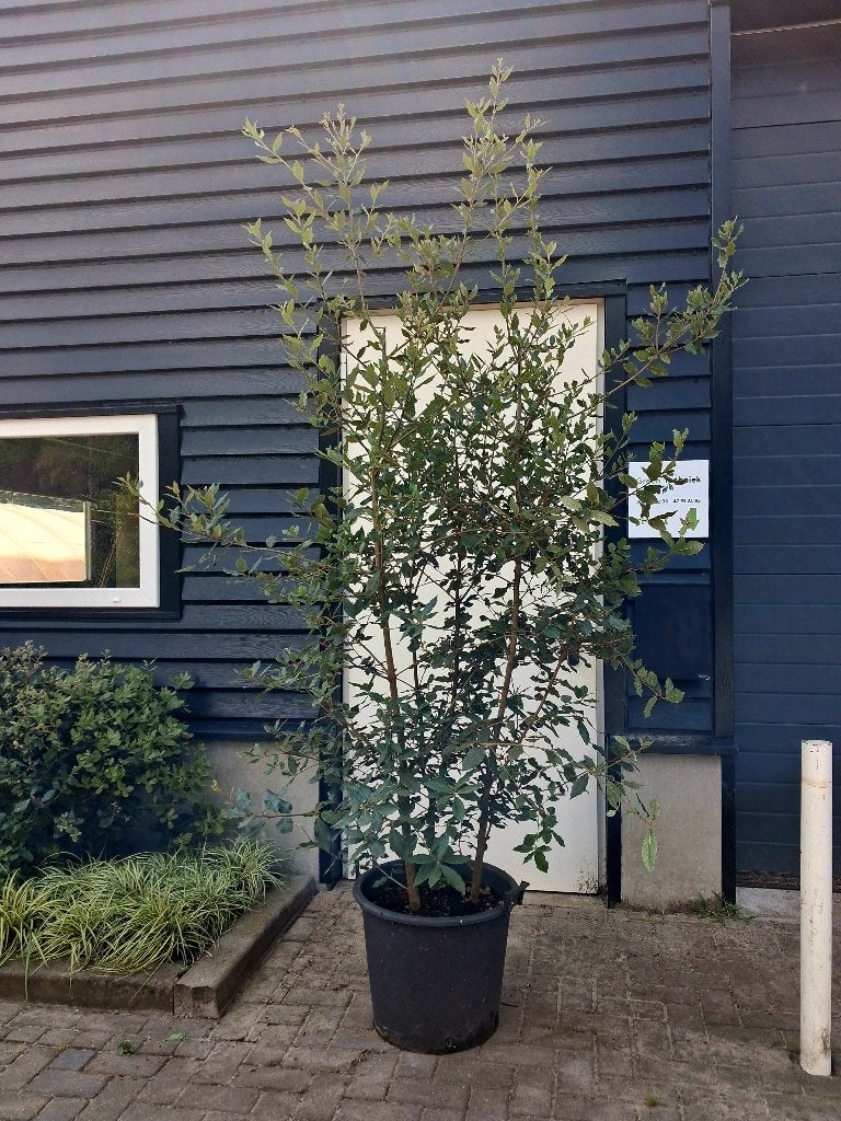 Quercus Ilex (Meerstammig) ACTIE!! 200/250 HOOG €125,-