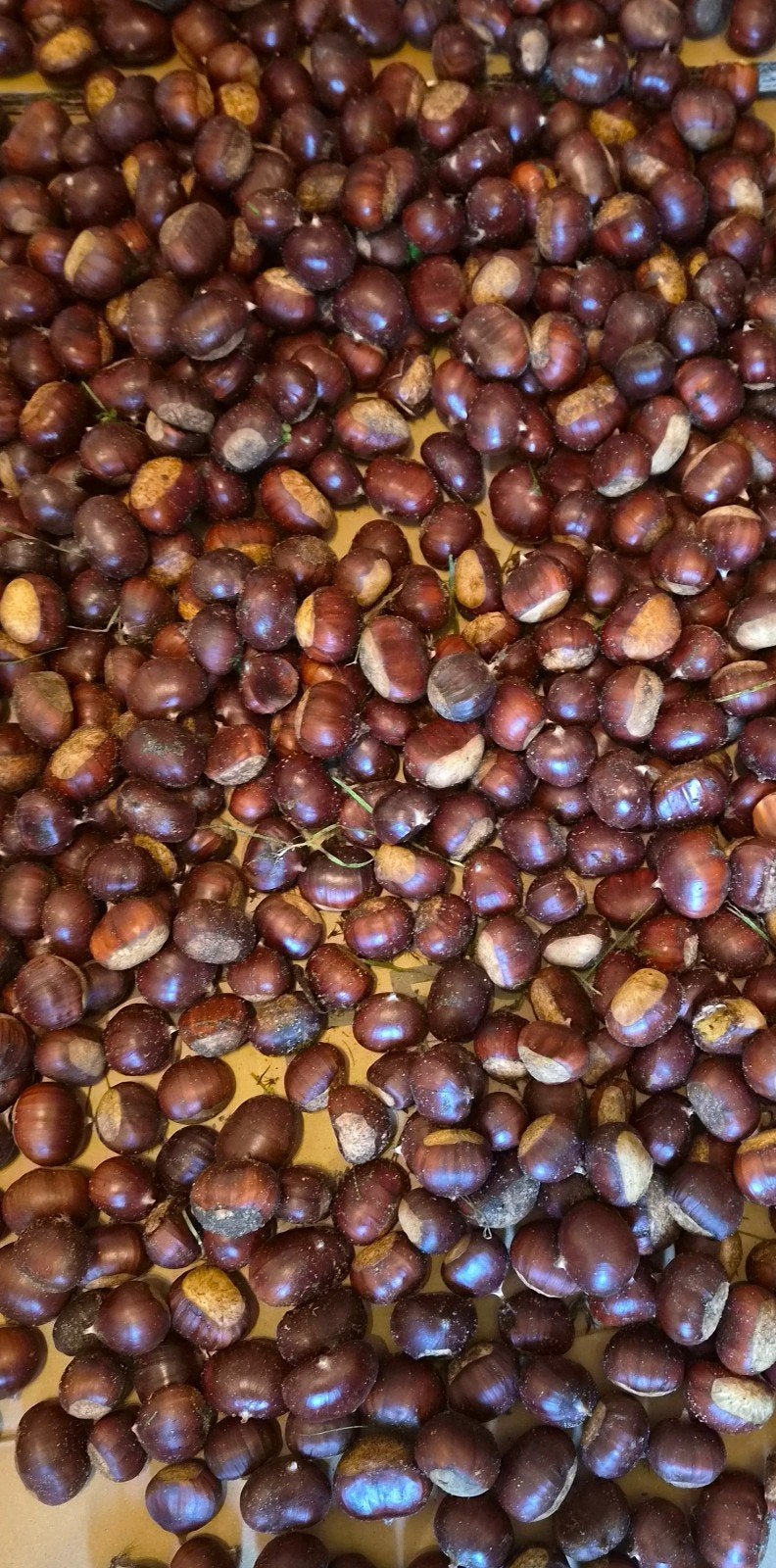 tamme kastanjes 15 kilo, Ophalen of Verzenden