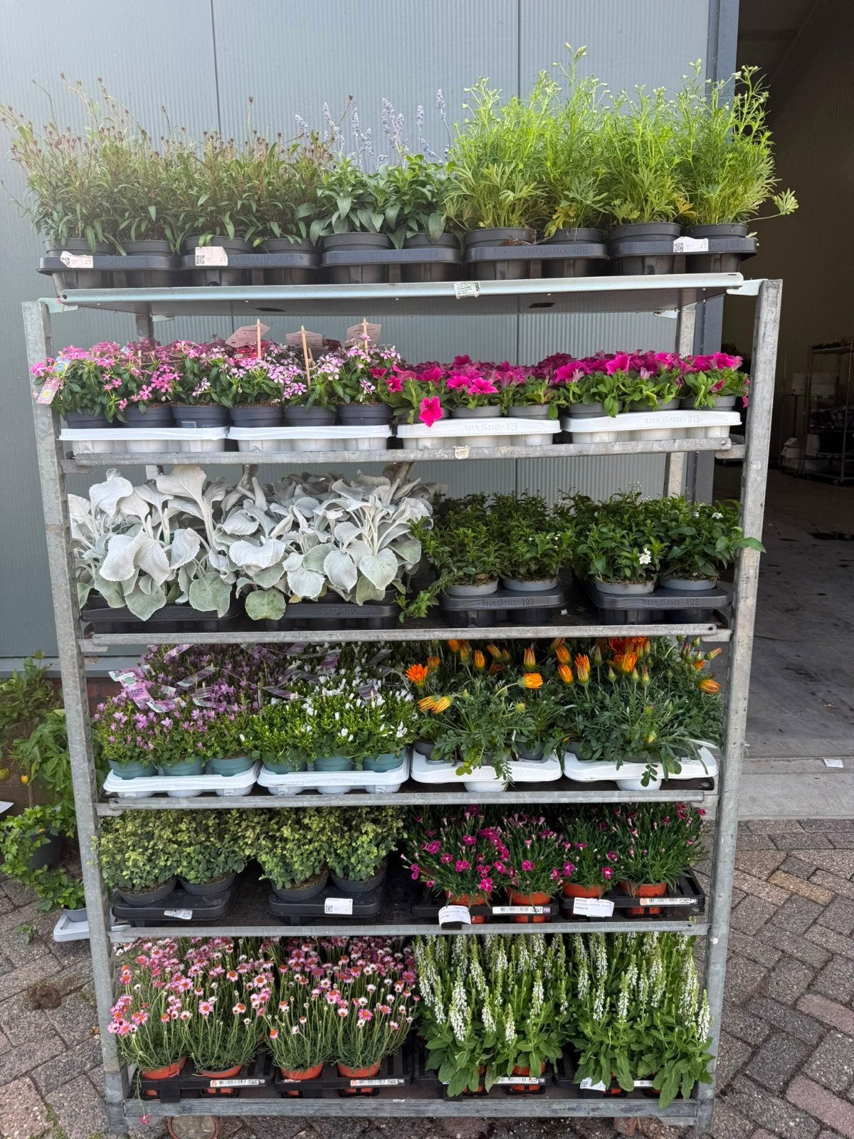Leuke planten voor een prikkie in Oud-Heusden, Tuin en Terras, Planten | Tuinplanten, Ophalen of Verzenden