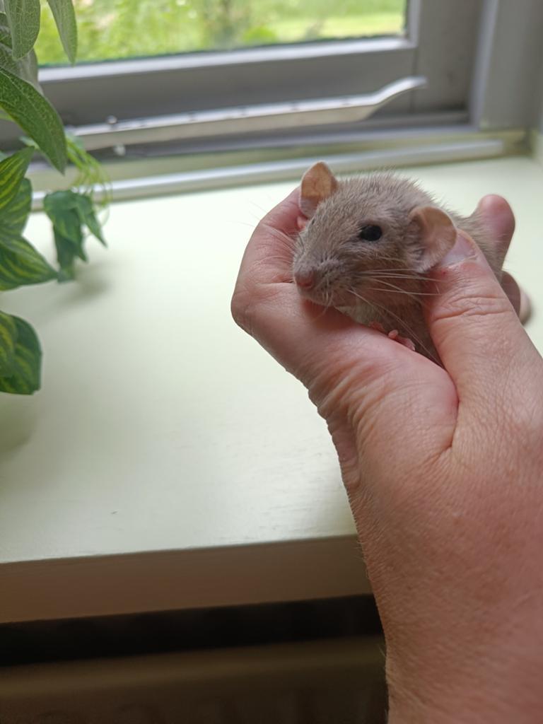 4 mannelijke tamme ratten, Dieren en Toebehoren, Knaagdieren, Rat, Mannelijk, Januari, Tam