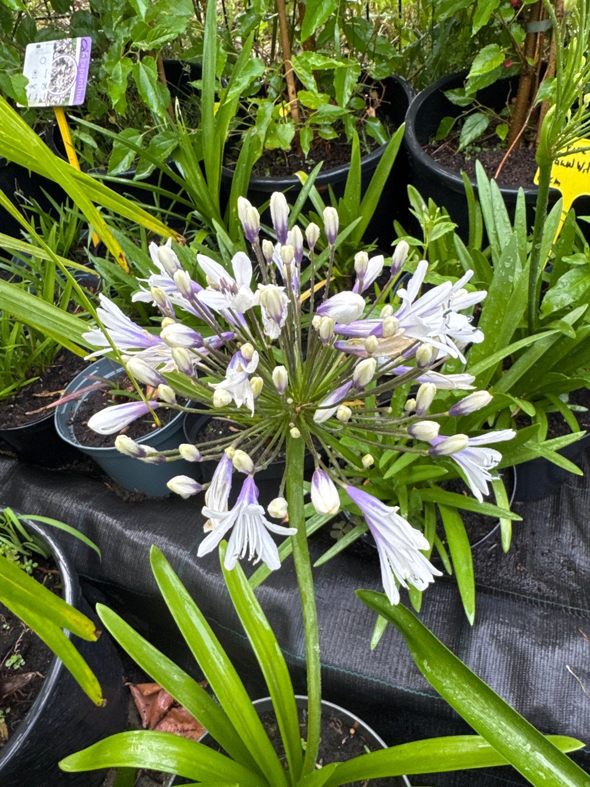 Tweekleurige Agapanthus (Afrikaanse Lelie) - Blauw/Wit, Ophalen, Volle zon