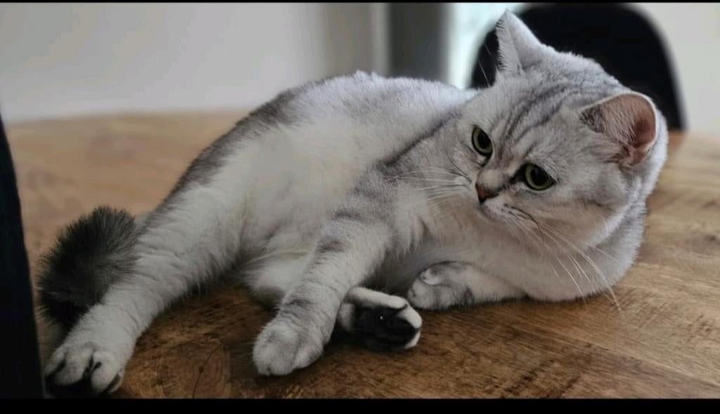 Britse korthaar poezen, Dieren en Toebehoren, Poes, 6 jaar of ouder