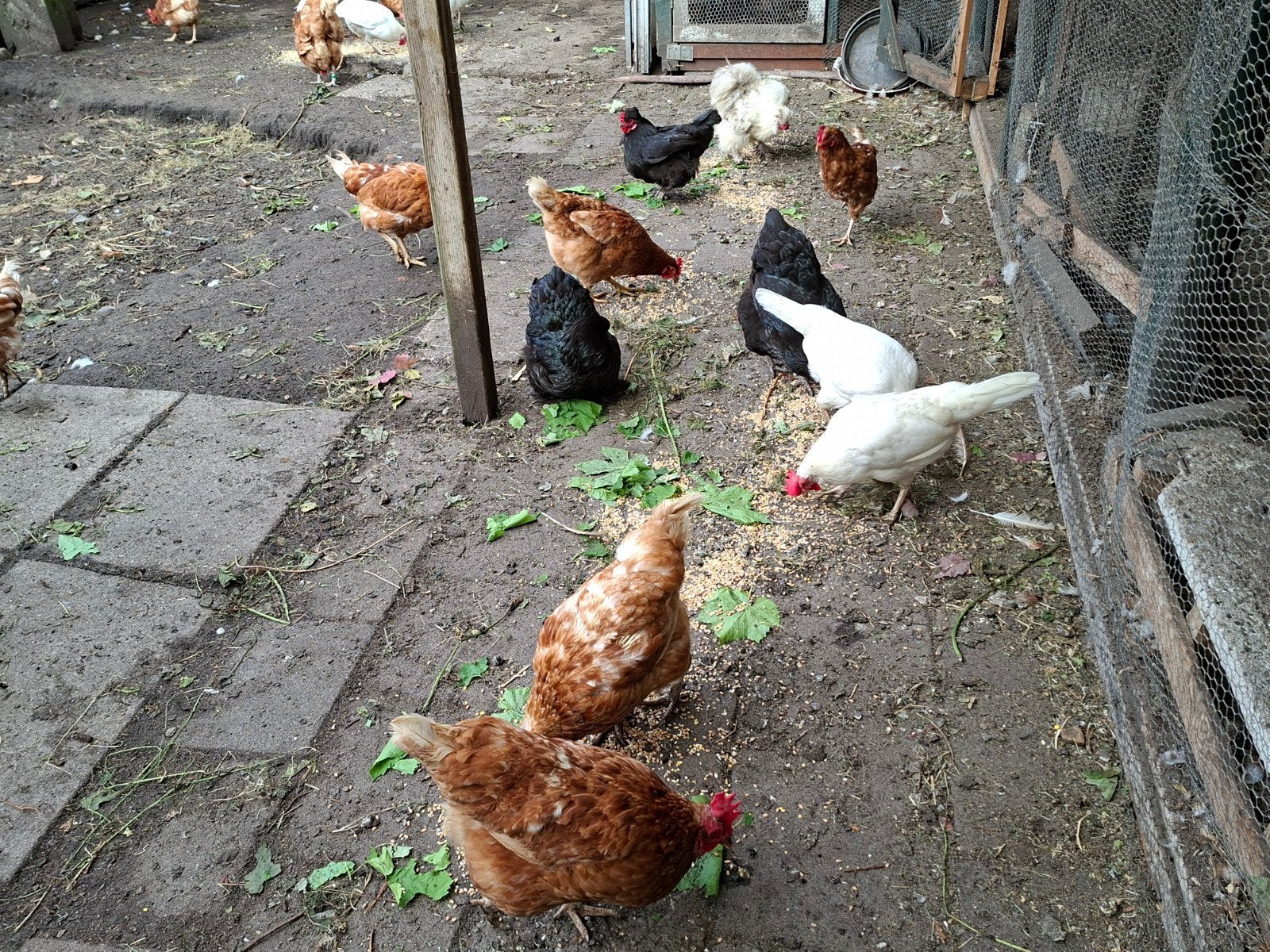 Kippen en hanen, Dieren en Toebehoren, Pluimvee, Meerdere dieren, Kip