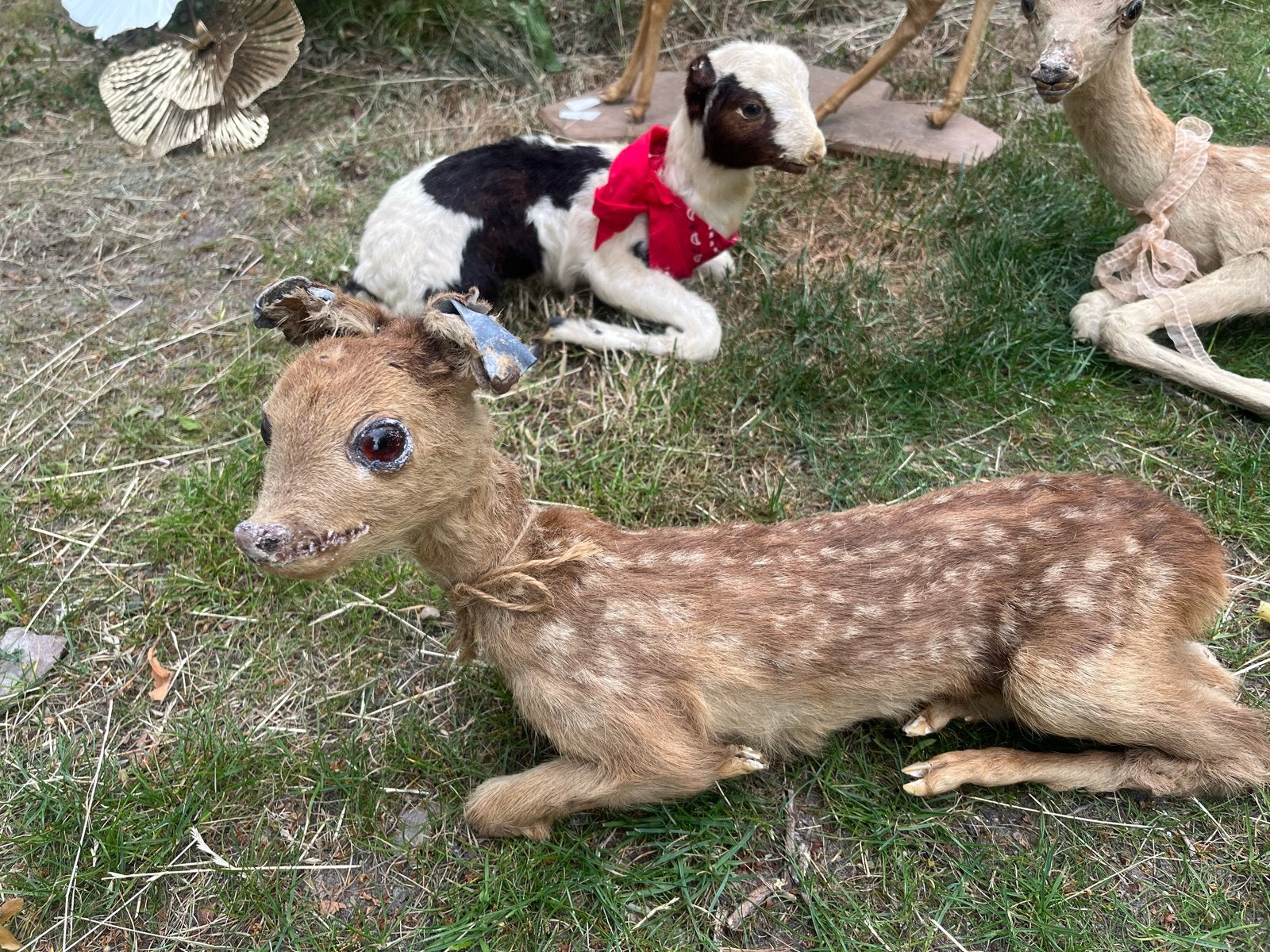 Opgezette dieren: Reekalfjes en lammetje, Verzamelen, Dierenverzamelingen, Ophalen of Verzenden, Gebruikt, Wild dier, Opgezet dier