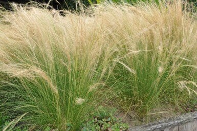 Stipa "Ponytail" plantjes (vedergras), Ophalen, Volle zon, Vaste plant, Siergrassen