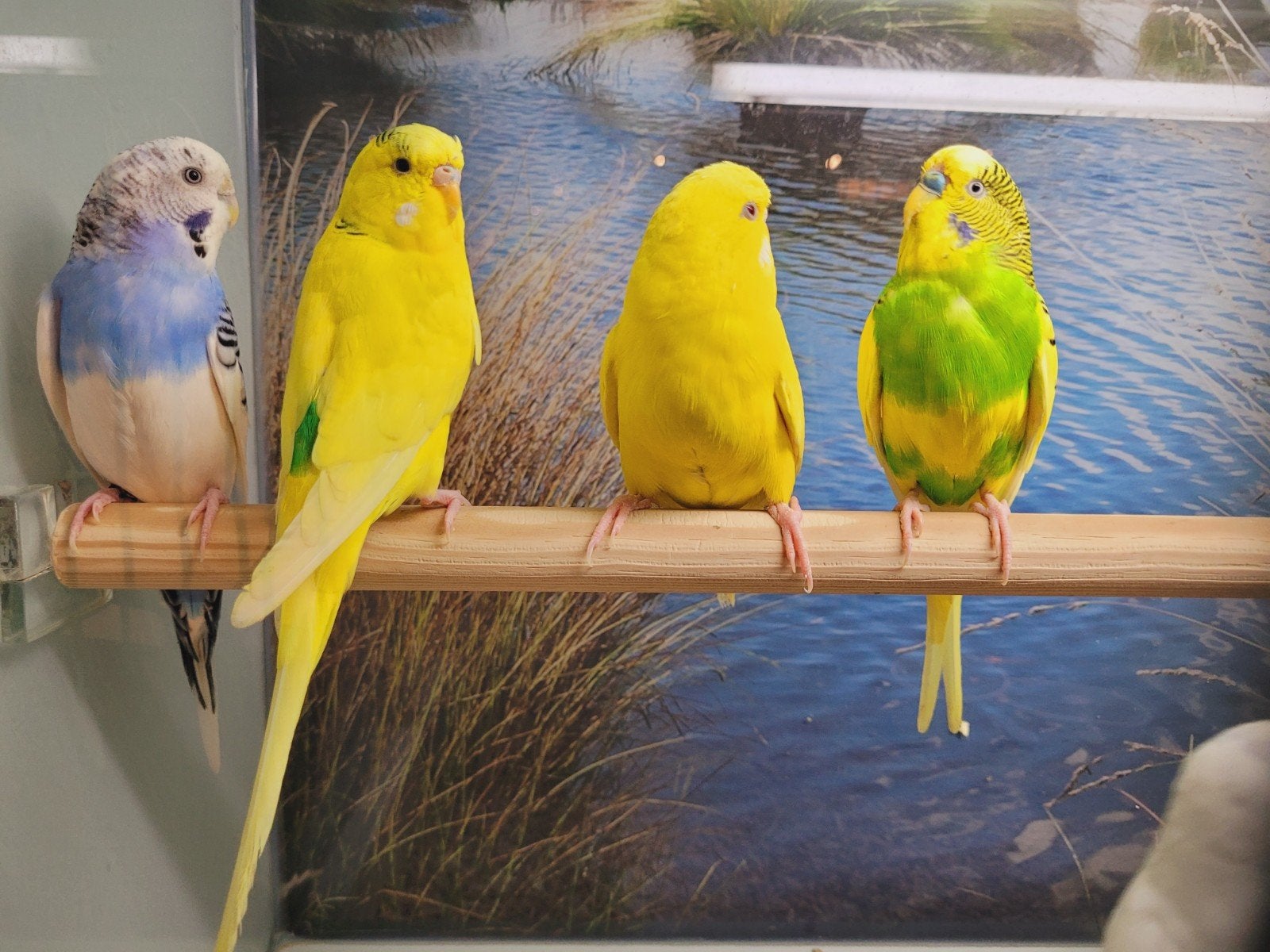 Parkieten jong (om tam te maken) en volwassen., Dieren en Toebehoren, Meerdere dieren, Parkiet, Tam