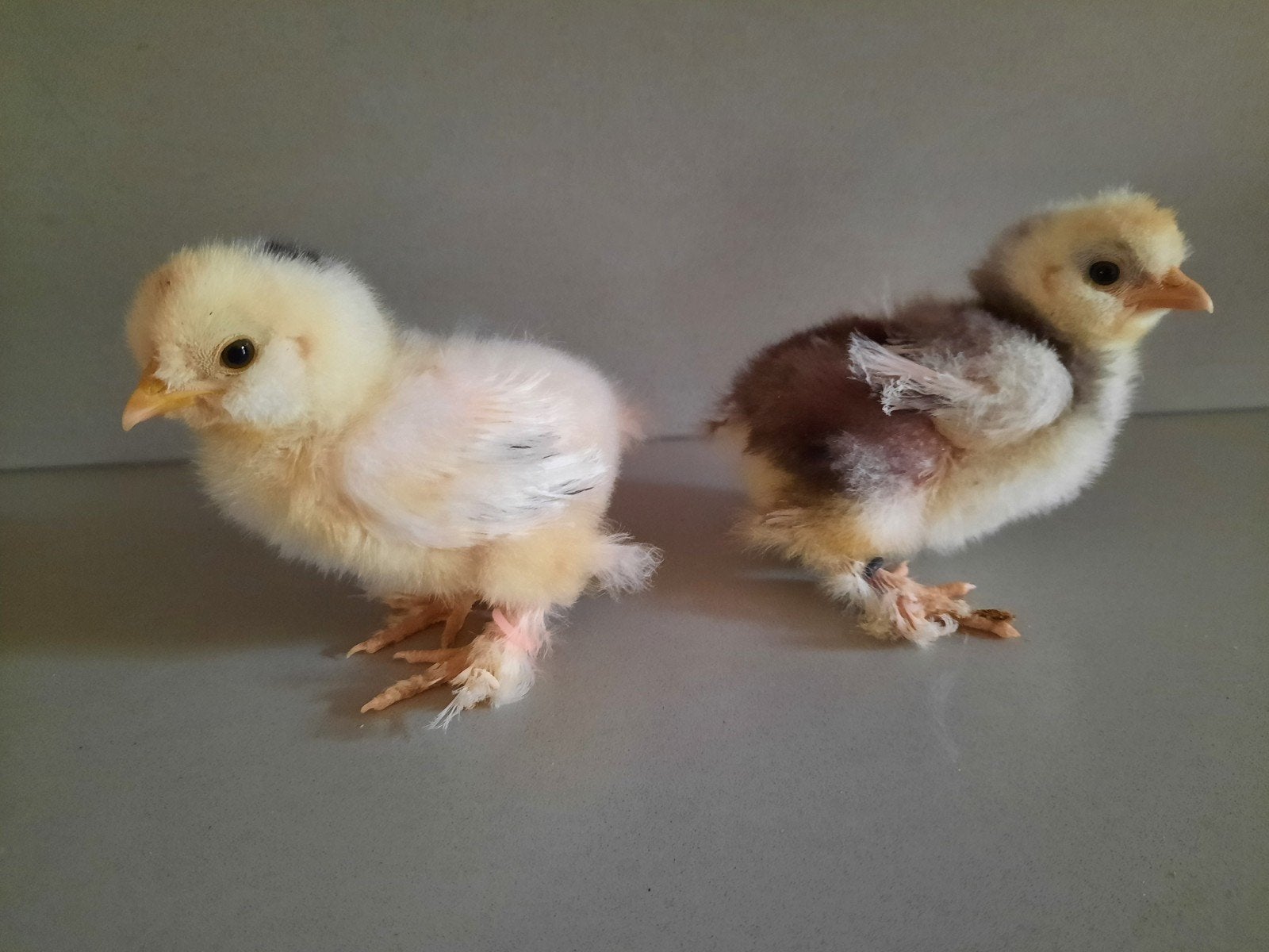 Knappe USA Zijdehoen kuikens 2 weken jong 🐥, Mannelijk, Kip