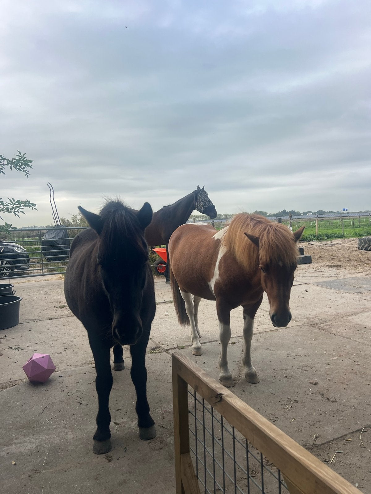 Kinderlessen met paarden Halfweg-Zwanenburg, Ophalen of Verzenden
