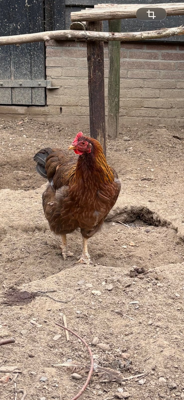 Te koop Welsumer jonge hennen, Dieren en Toebehoren, Pluimvee, Vrouwelijk, Kip