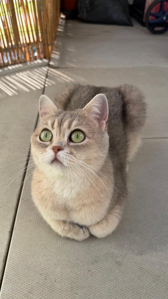 Britse korthaar SILVERSHADED 2 jaar oud, Dieren en Toebehoren, Katten en Kittens | Overige Katten, Poes