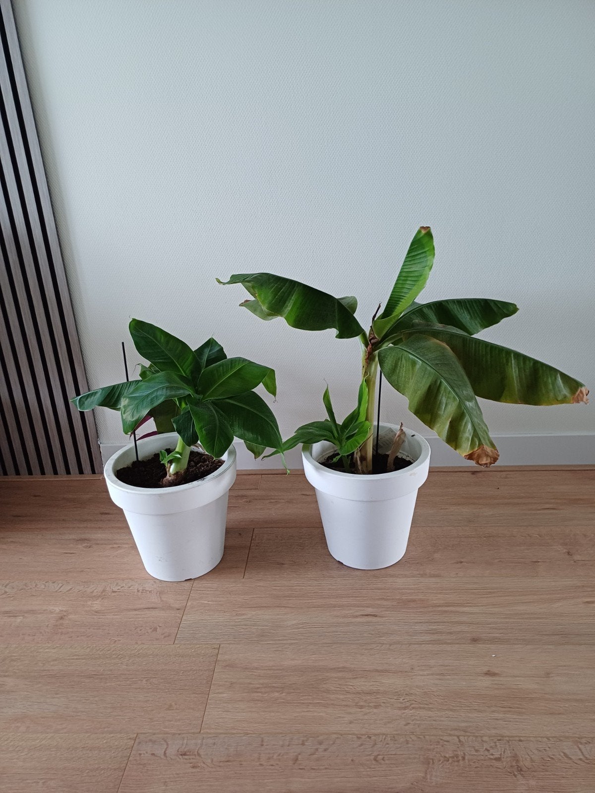 banaan  planten, Ophalen of Verzenden, Halfschaduw, Minder dan 100 cm