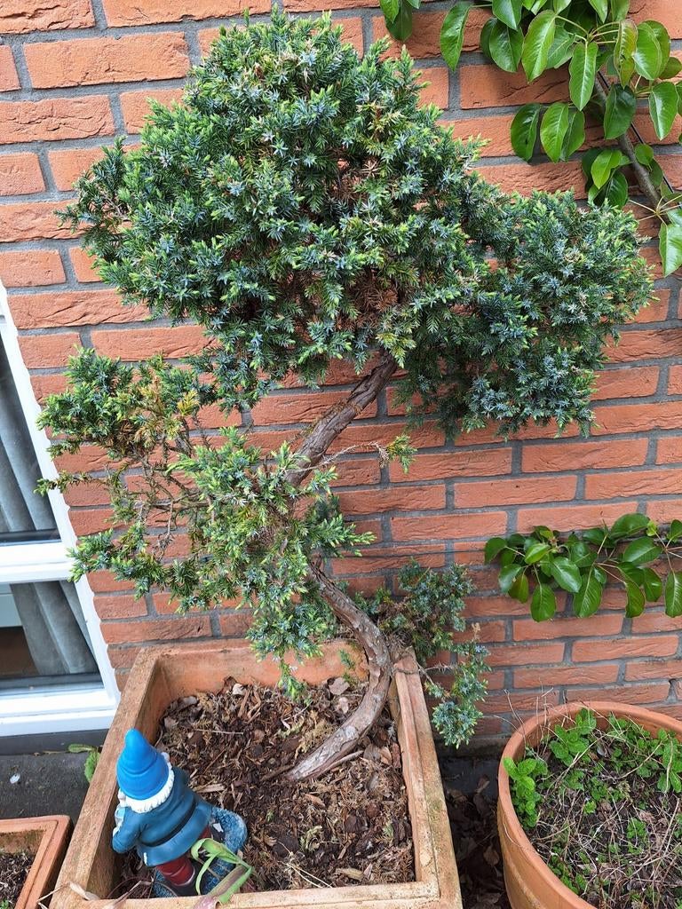 Jeneverbes chin. Blue alps, Tuin en Terras, Planten | Bomen, Ophalen, Volle zon, Overige soorten, 100 tot 250 cm