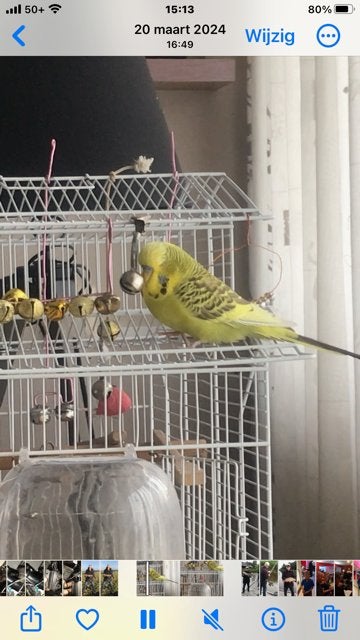 vermist/weggevlogen Parkiet groen/geel, Dieren en Toebehoren, Vogel