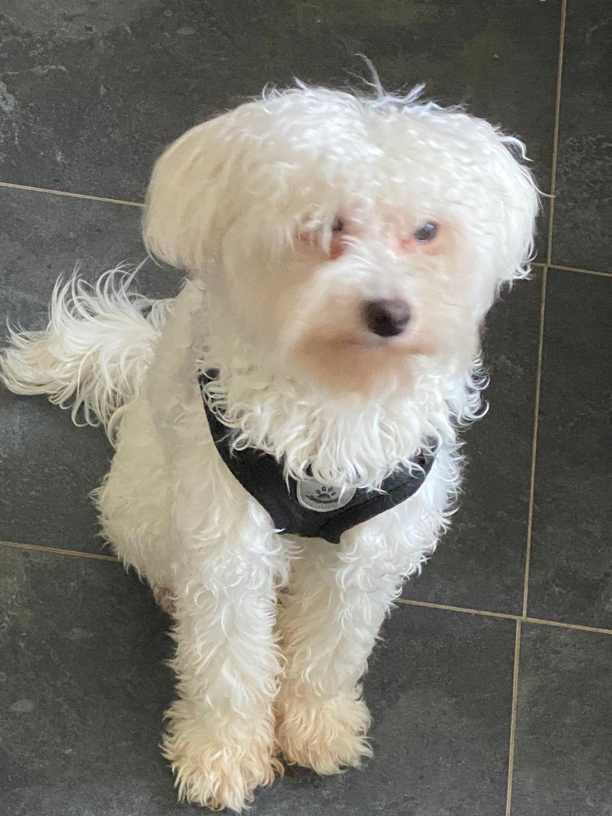 Maltipoo reutje, Dieren en Toebehoren, Honden | Chihuahua's en Gezelschapshonden, Parvo, 15 weken tot 1 jaar, Eén hond, Nederland