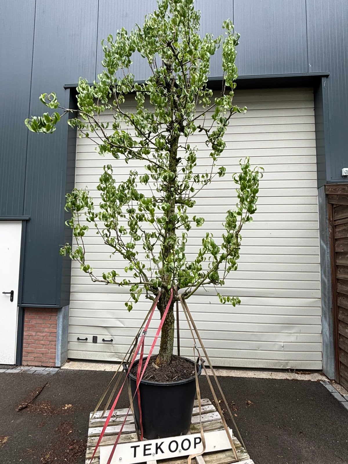 conference perenbomen in pot 25 jaar oud., Tuin en Terras, Planten | Bomen, Ophalen, Volle zon, Overige soorten, 250 tot 400 cm