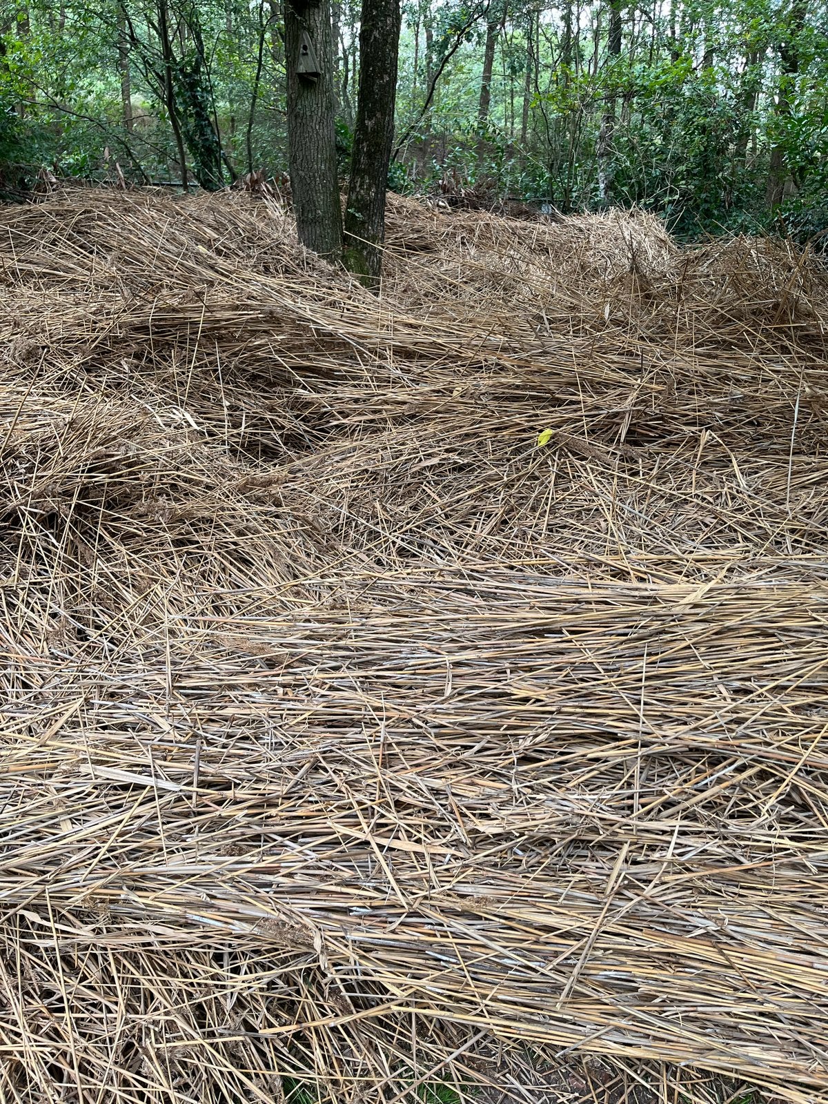 Grote hoeveelheid riet van rieten dak, gratis, Ophalen, Gebruikt