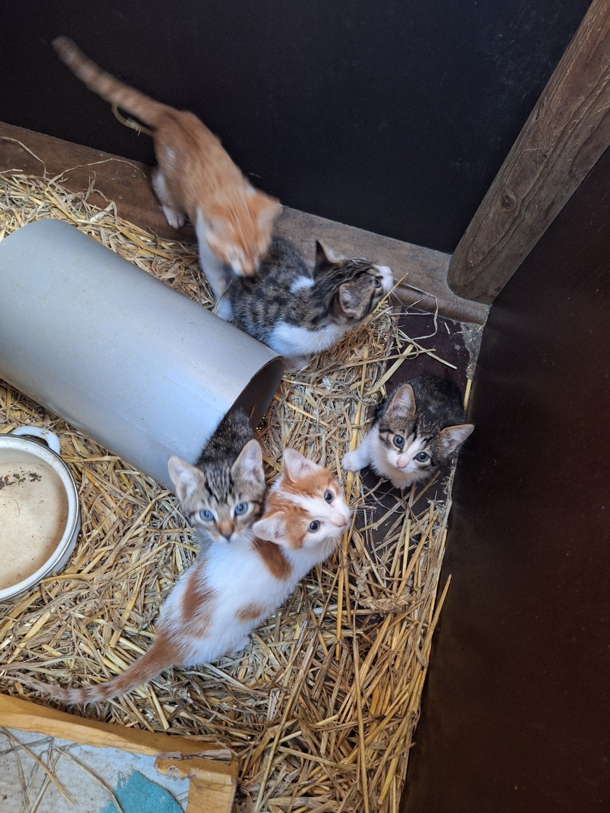 Lieve kittens, Meerdere dieren, Kortharig, 0 tot 2 jaar
