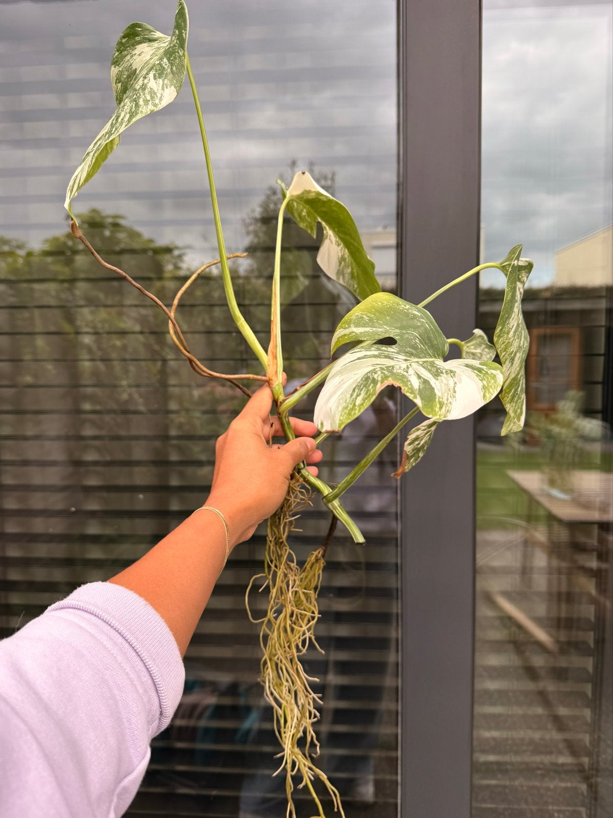Monstera Albo Variegata - Prachtige Witbonte Kamerplant, Huis en Inrichting, Ophalen, Overige soorten, Halfschaduw, Minder dan 100 cm