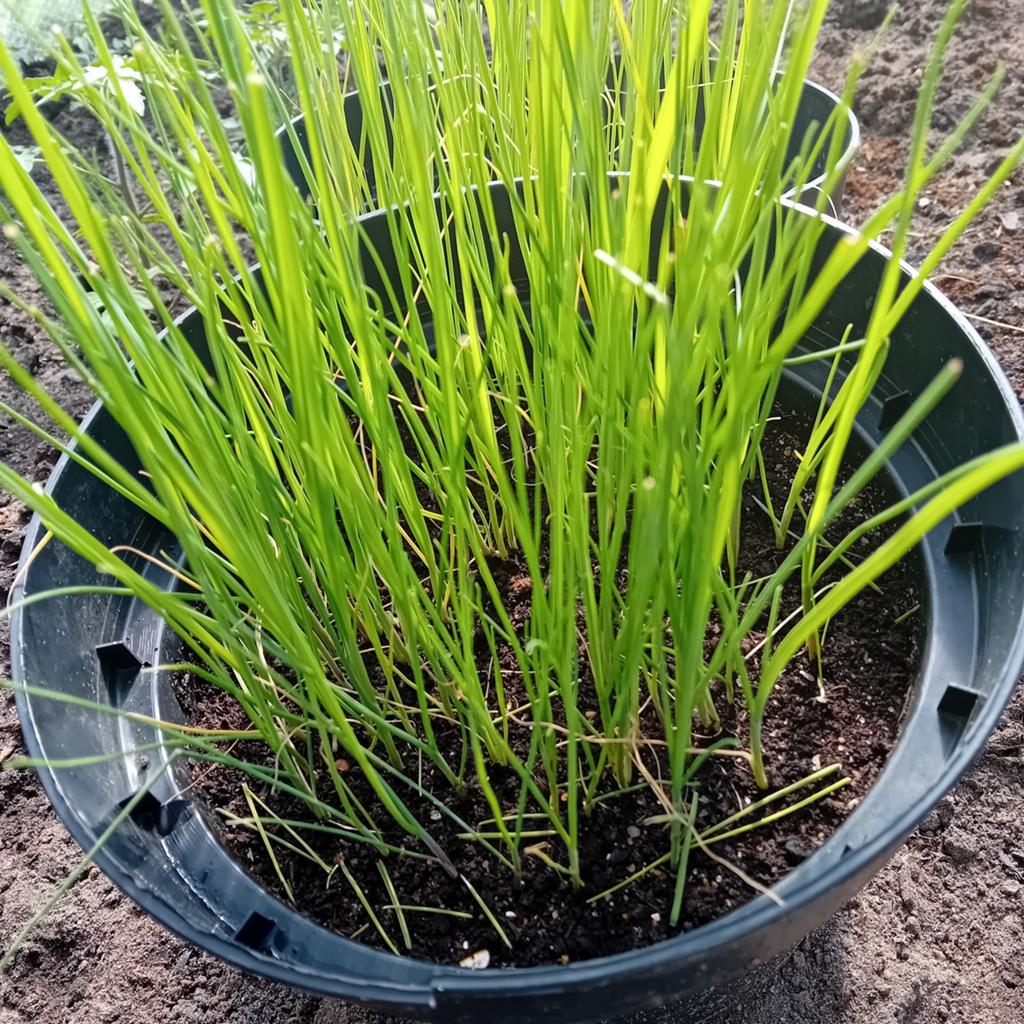 Preiplantjes per pot, Tuin en Terras, Ophalen of Verzenden, Eenjarig, Groenteplanten, Volle zon