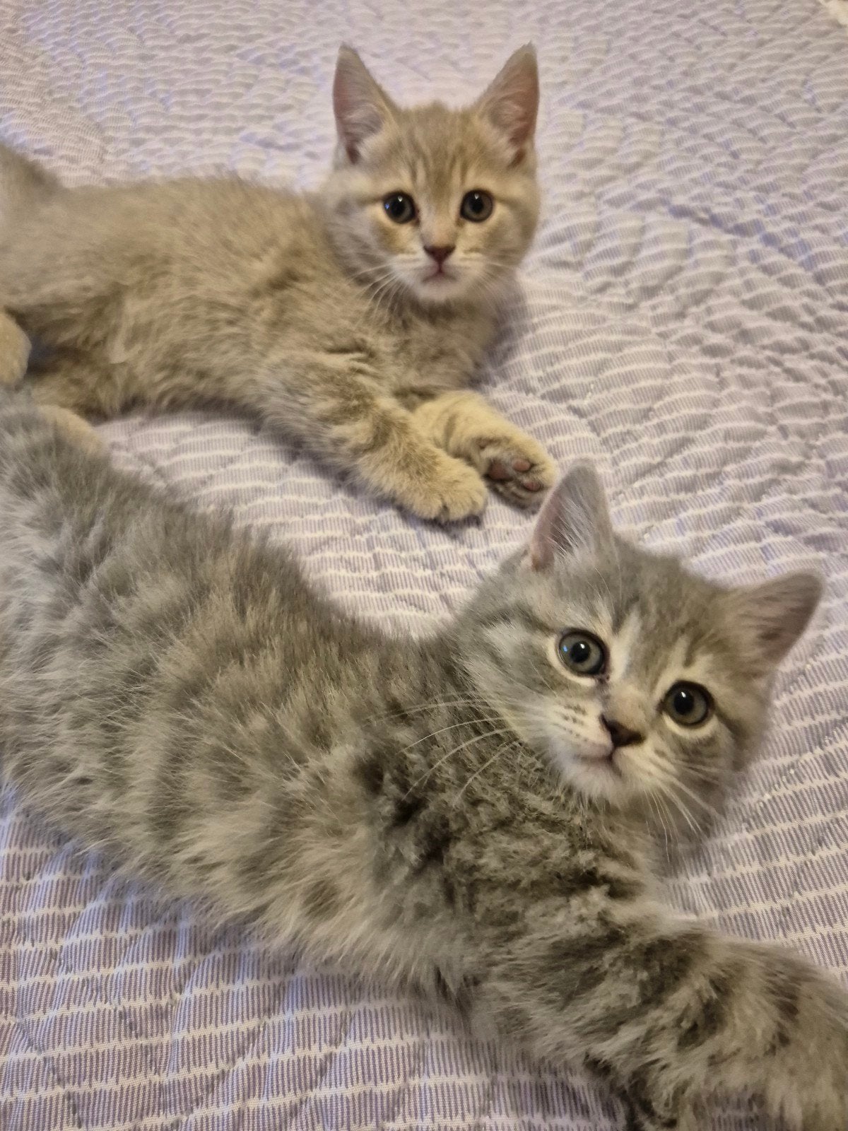 5 Kittens zoeken huis, Dieren en Toebehoren, Katten en Kittens | Raskatten | Korthaar, Meerdere dieren