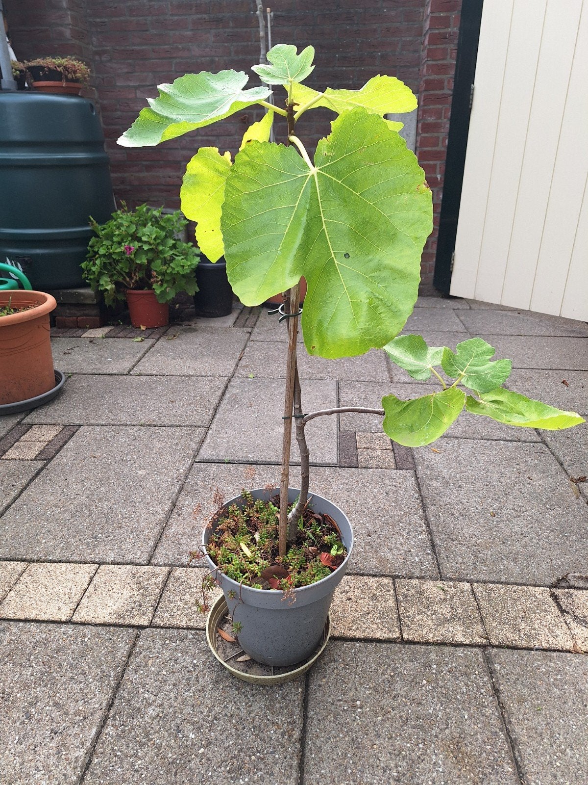 vijgenboompje met pot 90 cm, Tuin en Terras, Ophalen