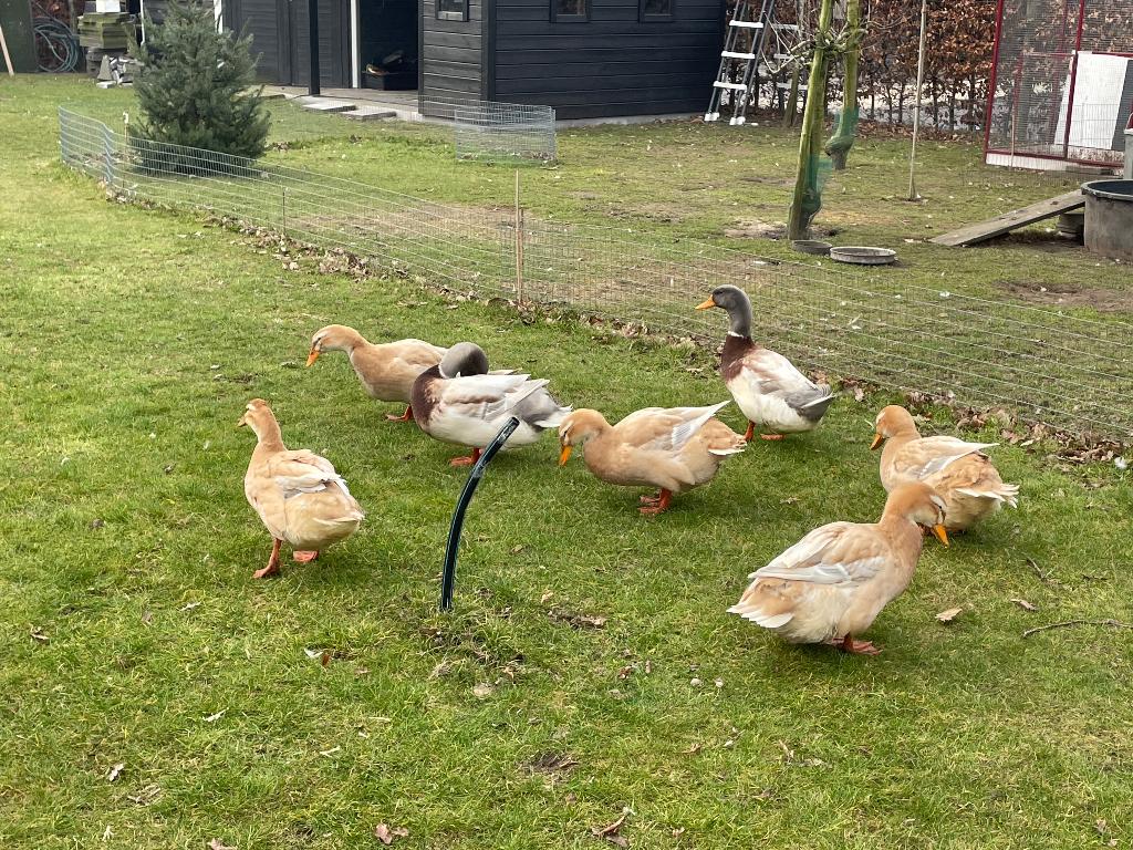 Broedeieren Saksische/ Saksen eend, Dieren en Toebehoren, Pluimvee, Geslacht onbekend, Eend