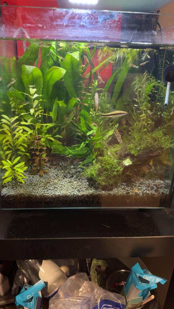 Superfish cubic 30, Ophalen of Verzenden, Zo goed als nieuw, Gevuld zoetwateraquarium