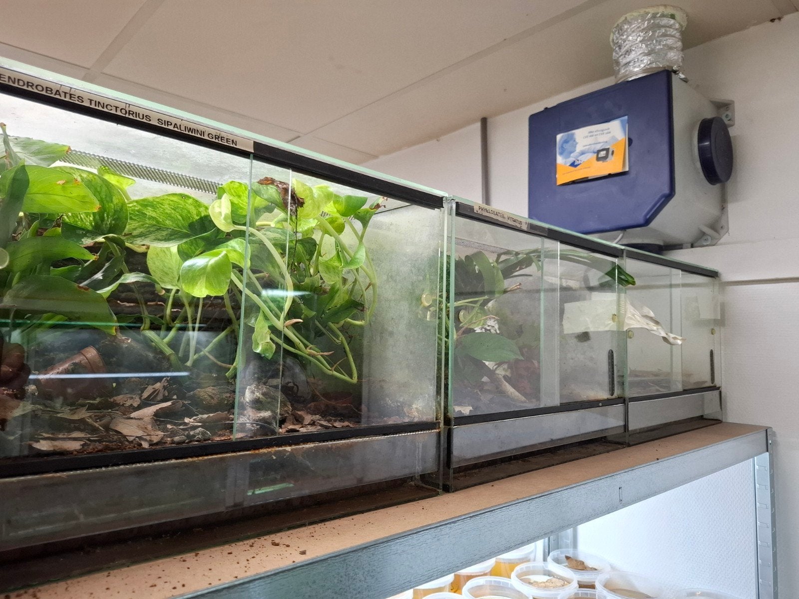 terraria 8x diverse maat, Dieren en Toebehoren, Ophalen of Verzenden, Terrarium of Paludarium