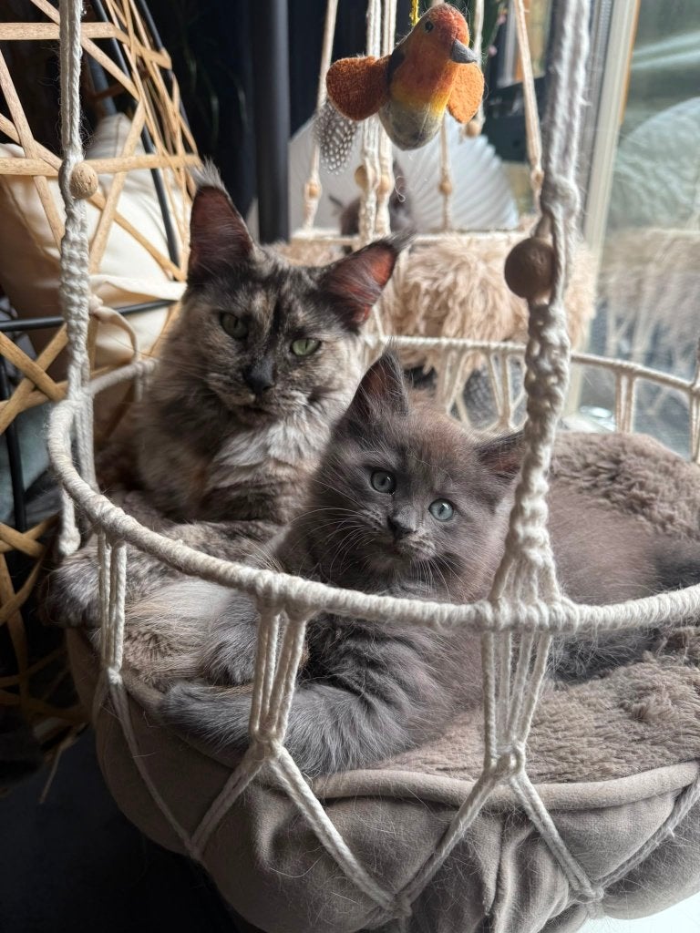 Maincoon kittens, Meerdere dieren, Gechipt